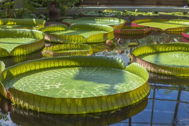 Victoria Cruziana 'nın yakın görüntüsü Santa Cruz Nilüfer çiçeği. 