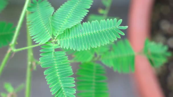 Close View Child Touches Tropical Creeping Flowers Mimosa Pudica Grass — Stock Video