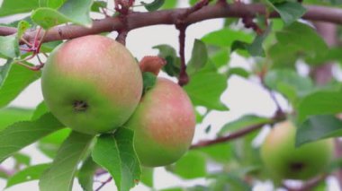 Elma ağacının manzarası. Sağlıklı gıda konsepti. Güzel bir doğa geçmişi var. İsveç.