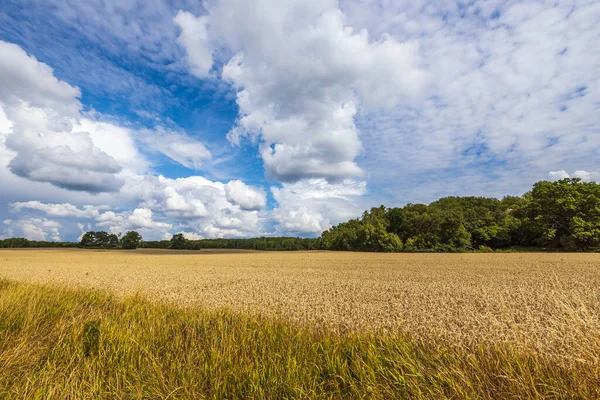 Bella Vista Del Campo Grano Concetto Agricolo Svezia — Foto Stock