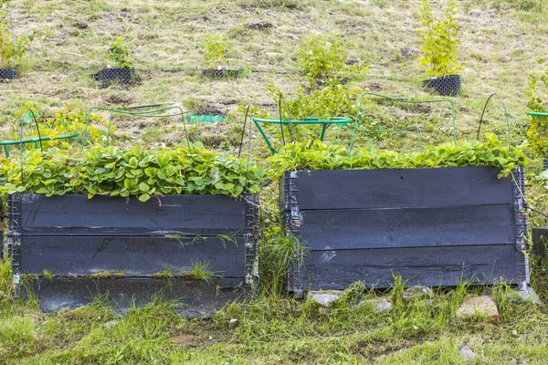 Bella Vista Del Piccolo Giardino Pallet Agenti Concetto Giardinaggio Svezia — Foto Stock