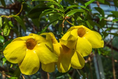 Sarı tropik çiçeğin güzel üst manzarası. İsveç.