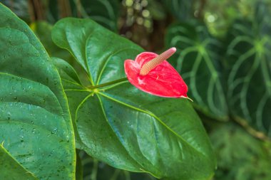 Anthurium andraeanum tropikal çiçeğinin güzel üst manzarası. İsveç.