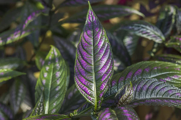 Вид Зверху Strobilanthes Auriculatus Dyeriana Persian Shield Tropical Flower — стокове фото