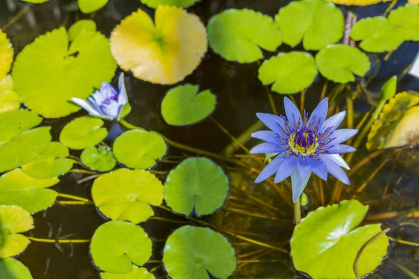 Vista Cerca Nymphaea Caerulea Flor Tropical Lirio Agua Azul Países — Foto de Stock