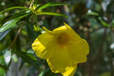 Sarı tropik çiçeğin güzel üst manzarası. İsveç.