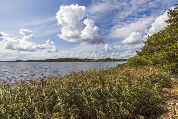 Vue Imprenable Sur Nature Estivale Côte Lac Sur Ciel Bleu — Photo