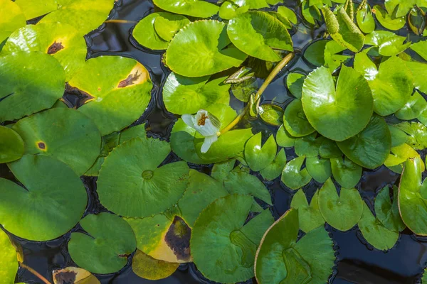 Hermosa Vista Superior Flor Tropical Nymphaea Caerulea Lotus Países Bajos — Foto de Stock