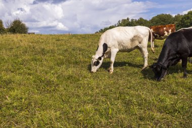 Güzel bir yaz gününde tarladaki bir grup ineğin güzel manzarası. Tarım konsepti. Hayvanlar kavramı.