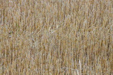 Hasattan sonra tarlanın güzel doğa manzarası. İsveç. 