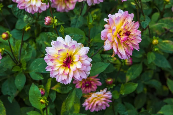 Close View Colorful Dahlias Flower Isolated Green Background Beautiful Nature — Stock Photo, Image