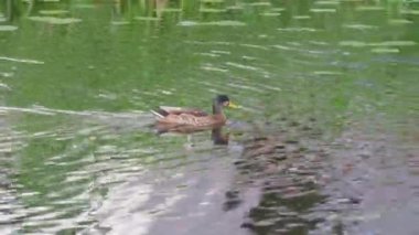 Nehirde yüzen bir ördeğin yakın görüntüsü. Kuş konsepti. Doğanın güzel geçmişleri. İsveç.