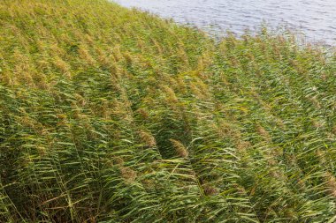 Yaz arka planında yeşil bitkiler ve göl suyu yüzeyi. İsveç.