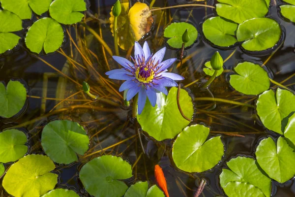Close up view of tropical Nymphaea   blue water lily flower. Sweden.