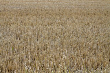 Hasattan sonra tarlanın güzel doğa manzarası. İsveç. 