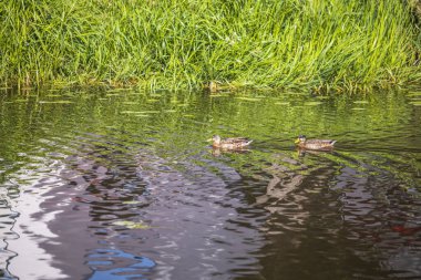 Nehirde yüzen bir ördeğin güzel manzarası. Kuş konsepti. Doğanın güzel geçmişleri. İsveç.