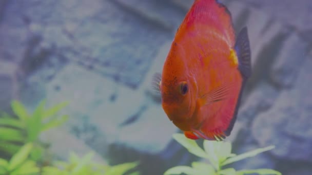 Close Zicht Prachtige Rode Meloen Discus Aquarium Vissen Geïsoleerd Blauwe — Stockvideo