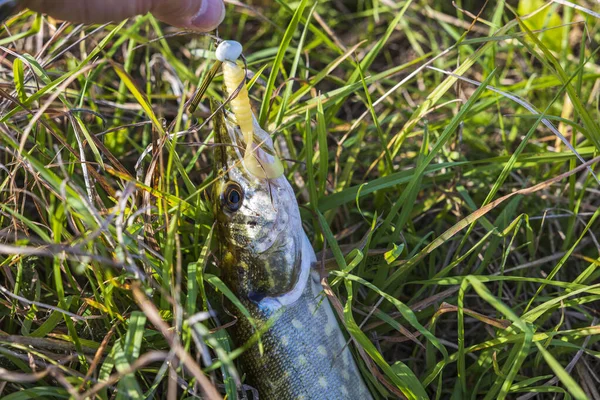 Close View Hand Holding Pike Hook Green Grass Background Sweden — Stock Photo, Image