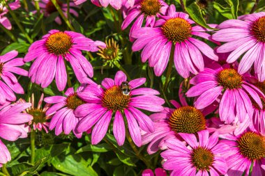 Yeşil arka plandaki pembe çiçeklerin yakın görüntüsü. Güzel doğa geçmişi. İsveç.