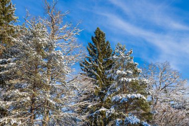 Mavi arka planda, karla kaplı ağaçların muhteşem manzarası. Güzel kış manzarası. İsveç.