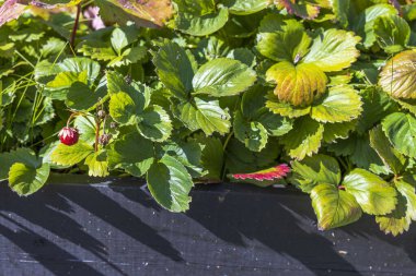 Arka planda yabani çilek çalısı manzarası var. Kırmızı meyveler ve yeşil yapraklar. İsveç