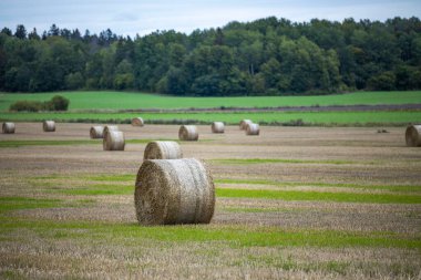 Yeşil orman ağaçlarının arka planındaki biçilmiş saman balyalarını yakından izleyin. İsveç. 