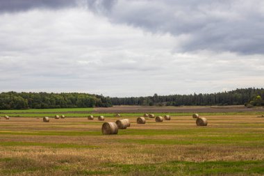 Güzel bir tarla manzarası ve biçilmiş saman balyaları. İsveç. 