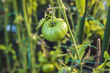 Seradaki yeşil domatesin yakın görüntüsü. Organik gıda konsepti. İsveç.