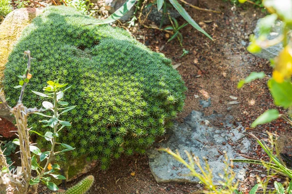 Vista Perto Plantas Tropicais Verdes Pedras Fundos Naturais Suécia — Fotografia de Stock