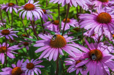 Yeşil arka plandaki pembe çiçeklerin yakın görüntüsü. Güzel doğa geçmişi. İsveç.