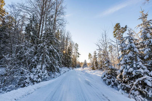 Kar ormanlarında gün batımının muhteşem renkli manzarası. Güzel doğa kış arka planı. İsveç.