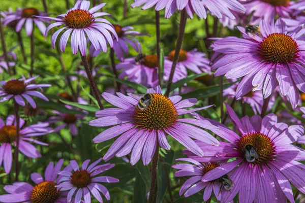 Yeşil arka plandaki pembe çiçeklerin yakın görüntüsü. Güzel doğa geçmişi. İsveç.