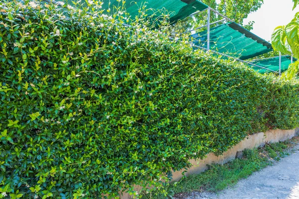 Schöne Ansicht Der Natur Wand Von Grünen Pflanzen Griechenland — Stockfoto