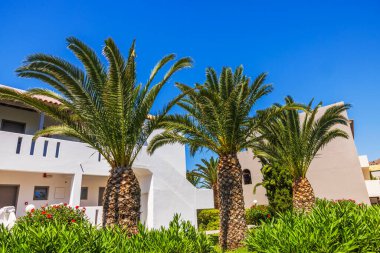 Güneşli yaz gününde açık mavi gökyüzünün arka planındaki beyaz otel binalarının yakınlarındaki palmiye ağaçlarının yakın görüntüsü. Yunanistan. Kos.