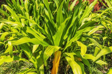 Güneşin altında parlayan yemyeşil tropikal yaprakların Miami Sahili arka planında yakın görüntüsü.
