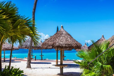 Turkuaz Karayip Denizi ve açık mavi gökyüzünün arka planında sazdan şemsiyeler ve yeşil palmiye ağaçları olan tropikal plaj manzarası. Aruba.