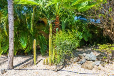 Parlak güneş ışığının arka planında kaktüslü ve palmiye ağaçlı tropikal bahçenin yakın görüntüsü. Aruba.