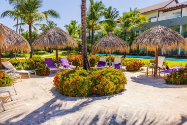 Palmiye ağaçlarının güzel manzarası güneşli yataklar ve otel bahçesinde parlak kırmızı çiçeklerle dolu canlı ixora çiçekleri. Punta Cana. Dominik Cumhuriyeti.