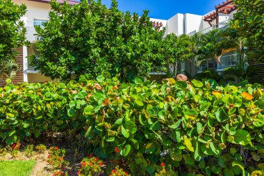 Otelin bahçesindeki yeşil yapraklı verimli tropikal çitlerin sıcak güneş ışığı altında parlayışını yakından izleyin. Punta Cana. Dominik Cumhuriyeti.