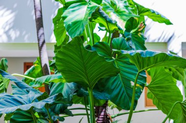 Açık havada otelin iç kısımlarında büyüyen yeşil canavar yapraklarının yakın görüntüsü ve arka planda oda kapıları var. Punta Cana. Dominik Cumhuriyeti.