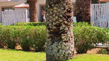 Güneşli bir yaz gününde, beyaz otel duvarlarının yakınındaki palmiye ağaçlarının gövdelerini ve yeşil yaprakları yakından görebiliriz. Kos. Yunanistan.