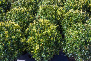 Bahçe merkezinde satılık saksılardaki yeşil çalı bitkilerinin güzel manzarasını kapat. İsveç.