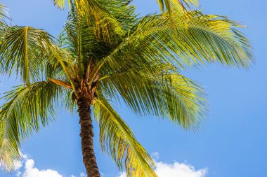 Arka planda beyaz bulutlar olan mavi gökyüzüne karşı tropikal palmiye ağacının yakın görüntüsü. Aruba.