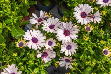 Mor merkezleri ve yemyeşil yaprakları olan beyaz Afrika papatyalarının yakın çekim görüntüsü.