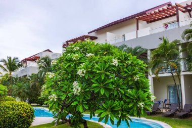 Plumeria ağacının güzel manzarası tatil köyü havuzu ve modern otel binalarının yanında beyaz çiçekler. Dominik Cumhuriyeti. Punta Cana. 