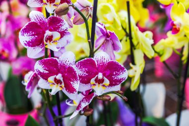 Açık çiçek ve tomurcuklu beyaz ve mor benekli falaenopsis orkidelerinin yakın görüntüsü. İsveç.