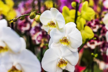 Beyaz falaenopsis orkide çiçeklerine yakın plan. Bahçenin ortasındaki renkli orkideler arasında sarı merkezler çiçek açıyor. İsveç.
