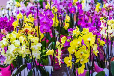 Renkli falaenopsis orkidelerinin geniş görünümü, bahçe merkezinde sarı ve mor çiçekler sergilenmektedir. İsveç.