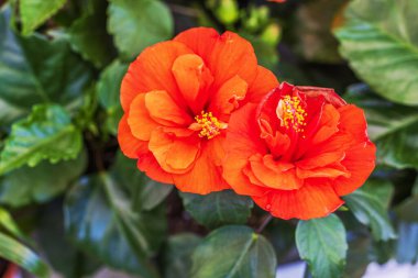 Bahçe dükkanında sergilenen parlak kırmızı turuncu çiçekler ve yeşil yapraklı çiçek açan amber çiçeğinin yakın plan görüntüsü. İsveç.