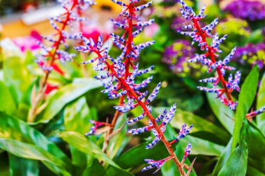 Aechmea Blue Rain 'in kırmızı saplı ve mavi tomurcuklu tropikal bitkisine yakından bakın. İsveç.
